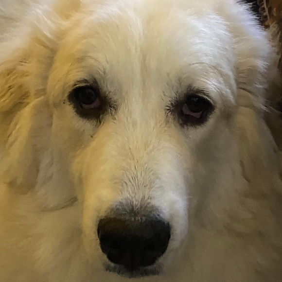 Meet your Posher, Bobby - Picture 1 of 1